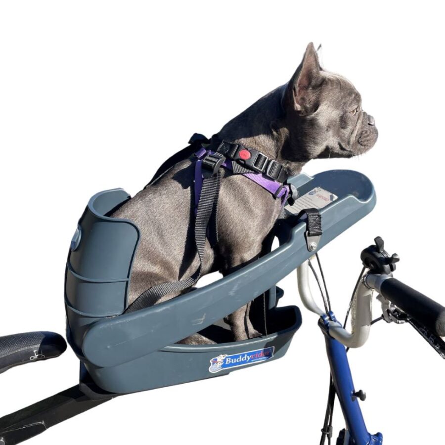 buddy rider dog seat