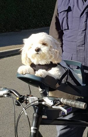 dog bike buddy